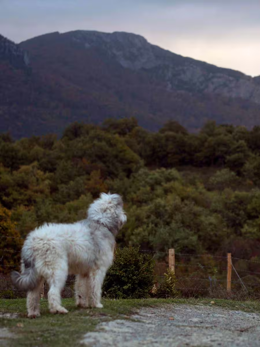 ¿Unos días de vacaciones con tu perro? Bienvenido